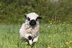 Valais Blacknose lamb