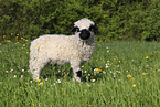 Valais Blacknose lamb