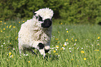 Valais Blacknose lamb