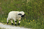 Valais Blacknose lamb