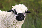 Valais Blacknose lamb