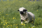 Valais Blacknose lamb