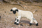 wallachian sheep