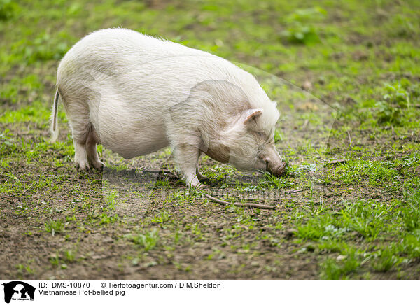 Vietnamesisches Hngebauchschwein / Vietnamese Pot-bellied pig / DMS-10870
