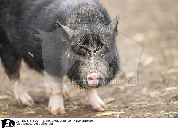 Vietnamesisches Hngebauchschwein / Vietnamese pot-bellied pig / DMS-11959