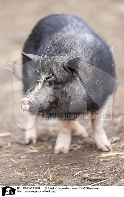 Vietnamesisches Hängebauchschwein / Vietnamese pot-bellied pig / DMS-11960