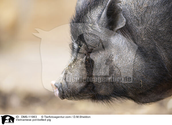 Vietnamesisches Hängebauchschwein / Vietnamese pot-bellied pig / DMS-11963