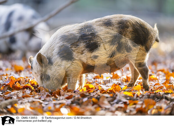 Vietnamesisches Hngebauchschwein / Vietnamese pot-bellied pig / DMS-13853