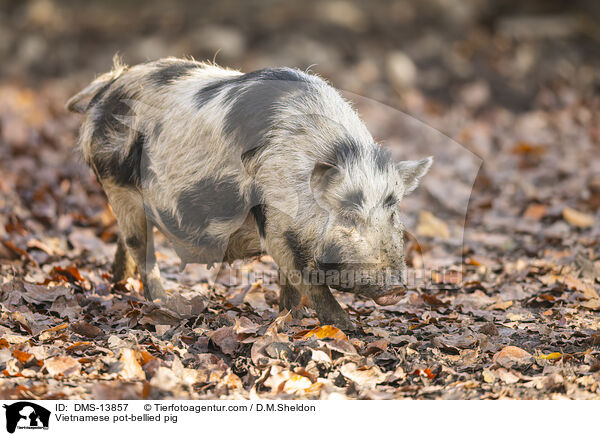 Vietnamesisches Hngebauchschwein / Vietnamese pot-bellied pig / DMS-13857