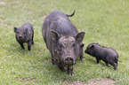 Vietnamese pot-bellied pig