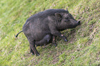 Vietnamese pot-bellied pig