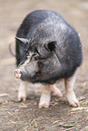 Vietnamese pot-bellied pig