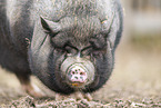 Vietnamese pot-bellied pig