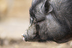 Vietnamese pot-bellied pig