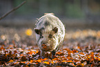 Vietnamese pot-bellied pig
