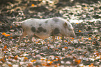 Vietnamese pot-bellied pig
