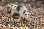 Vietnamese pot-bellied pig