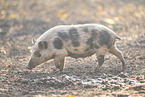Vietnamese pot-bellied pig
