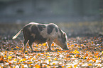 Vietnamese pot-bellied pig