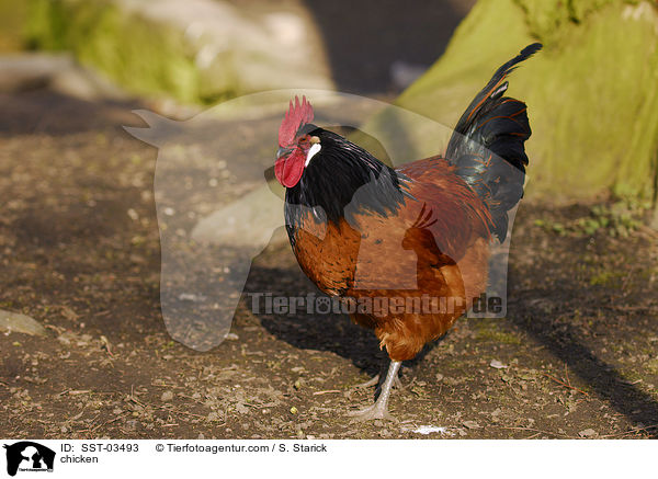 Vorwerkhuhn / chicken / SST-03493