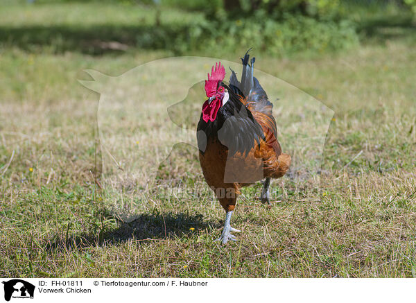 Vorwerkhuhn / Vorwerk Chicken / FH-01811