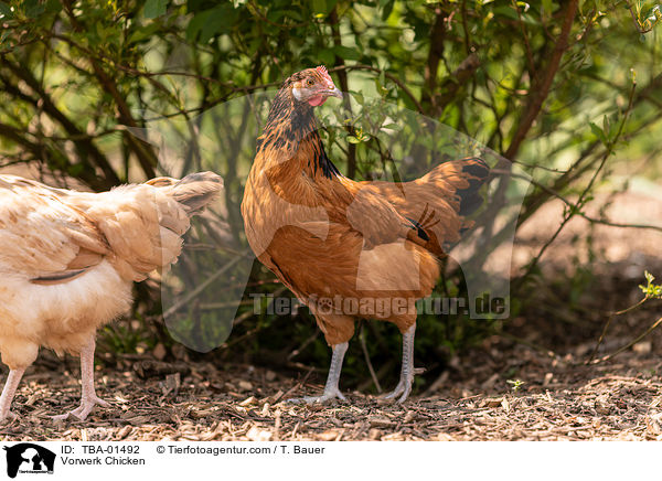 Vorwerkhuhn / Vorwerk Chicken / TBA-01492