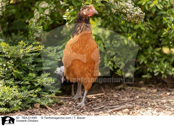 Vorwerkhuhn / Vorwerk Chicken / TBA-01499