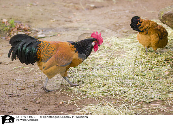 Vorwerkhuhn / Vorwerk Chicken / PW-14978