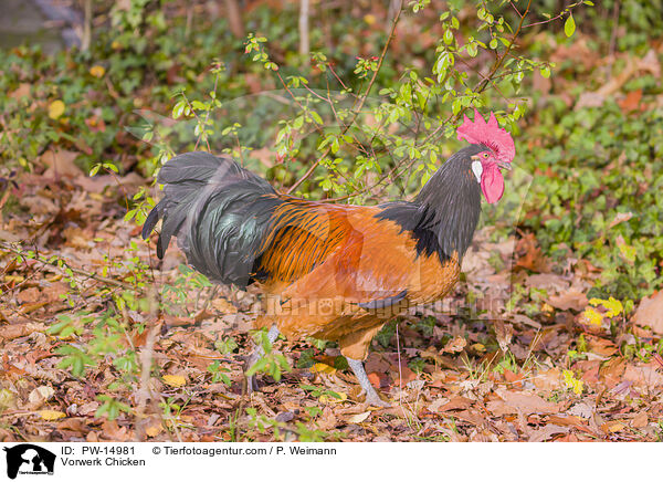 Vorwerkhuhn / Vorwerk Chicken / PW-14981