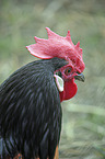 Vorwerk Chicken portrait
