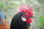 Vorwerk Chicken portrait