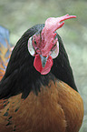 Vorwerk Chicken portrait