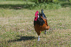 Vorwerk Chicken