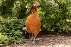 Vorwerk Chicken