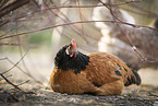 Vorwerk Chicken