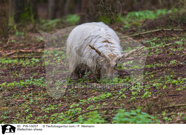 Zackelschaf / Wallachian sheep / PW-10057
