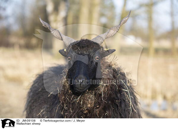 Zackelschaf / Wallachian sheep / JM-09108