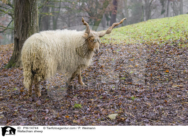 Zackelschaf / Wallachian sheep / PW-14744