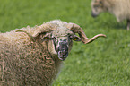 Wallachian sheeps