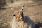 Wallachian sheep