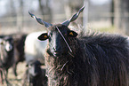 Wallachian sheeps