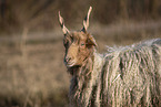Wallachian sheep