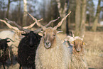 Wallachian sheeps