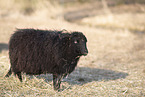 Wallachian sheep