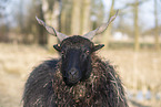 Wallachian sheep