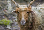 Wallachian sheep