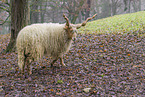 Wallachian sheep