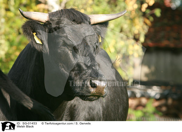 Welsh Black / SG-01453