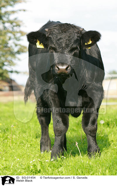 Welsh Black / SG-01454