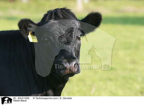 Waliser Schwarzvieh / Welsh Black / SG-01469